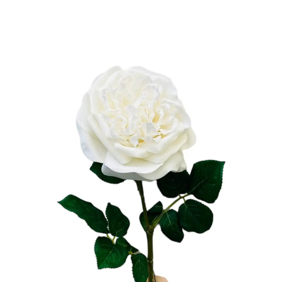 Hand Touch Roos 65cm