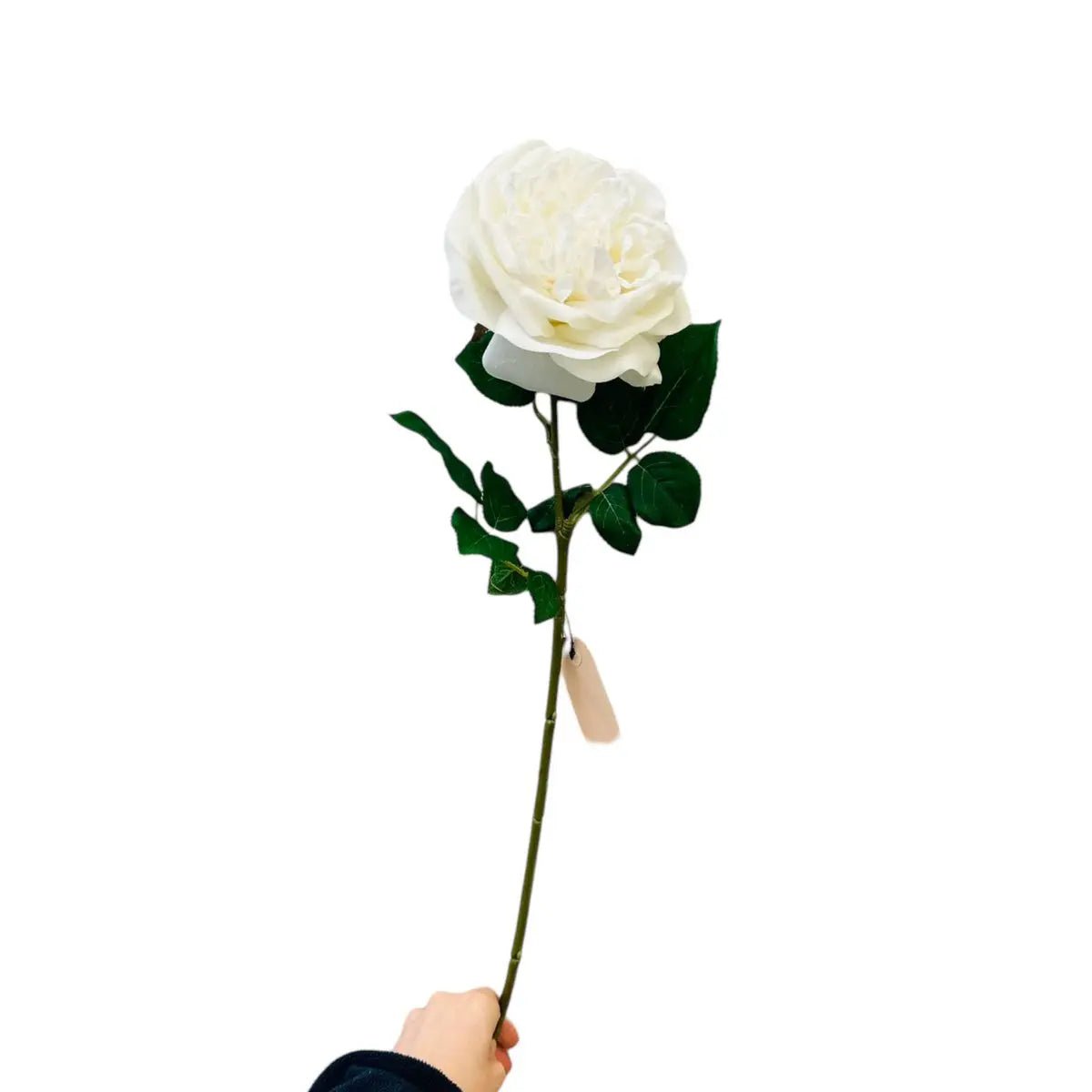 Hand Touch Roos 65cm