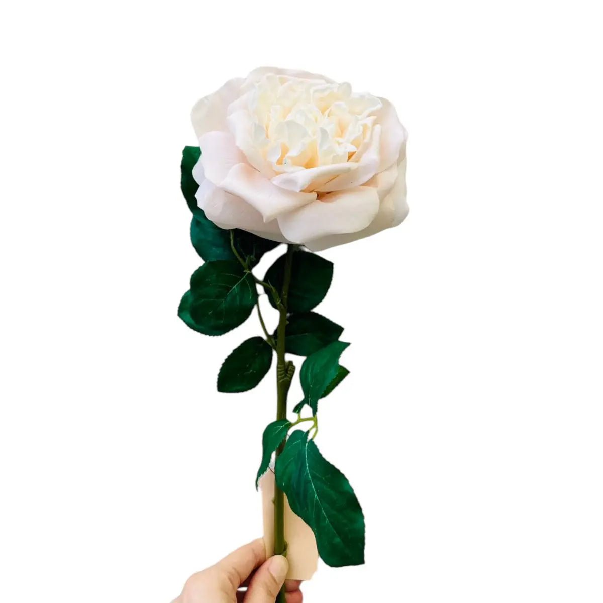 Hand Touch Roos 65cm